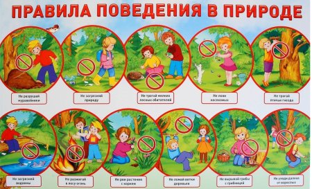 Безопасное поведение в лесу картинки