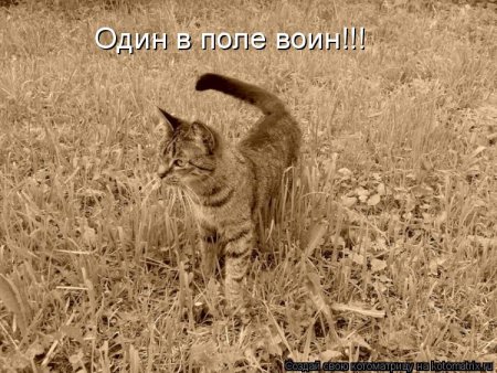 Один в поле не воин