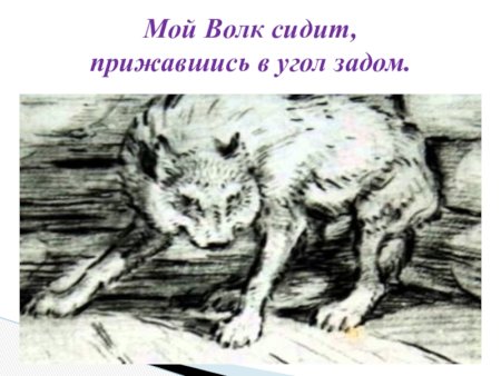Волк на псарне