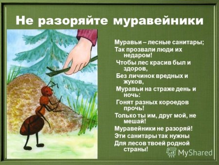 Беседа о муравьях