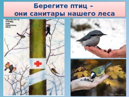 Берегите птиц
