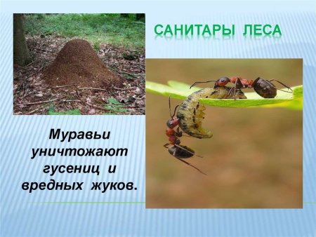 Лесной Муравейник рисунок