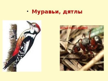 Муравьи санитары леса