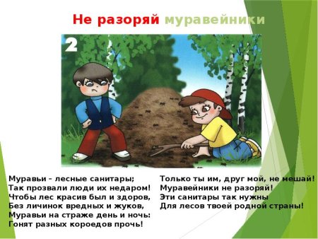 Жизнь муравьёв в муравейнике