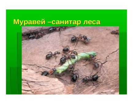 Гербова дятел