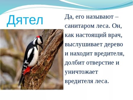 Плакат берегите птиц