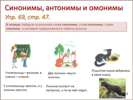 Лексика русского языка синонимы омонимы антонимы