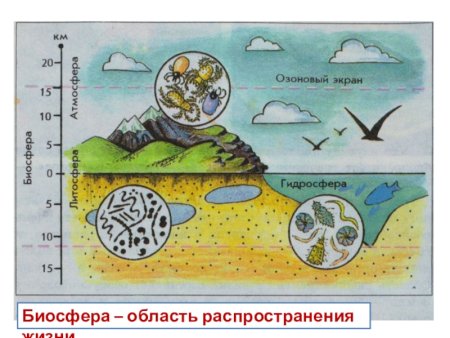 Область распространения жизни