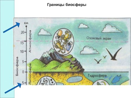 Оболочки биосферы