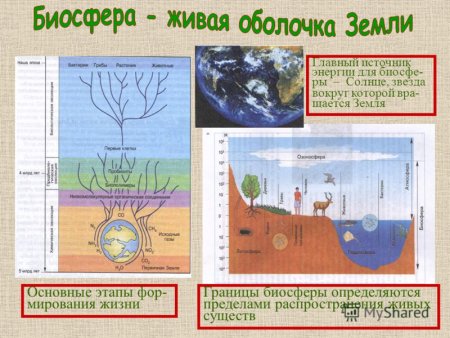 Биосфера, по Вернадскому, – земная оболочка,