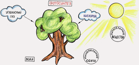 Фотосинтез рисунок