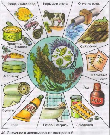 Значение и использование водорослей
