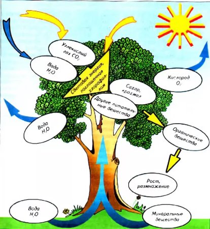 Физиология деревьев