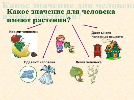 Значение растений для человека