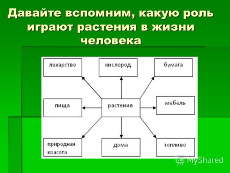 Роль растений в жизни человека