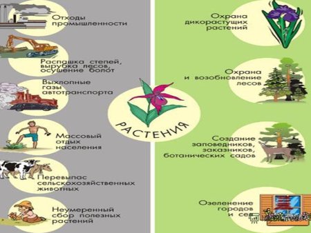 Растения в жизни человека