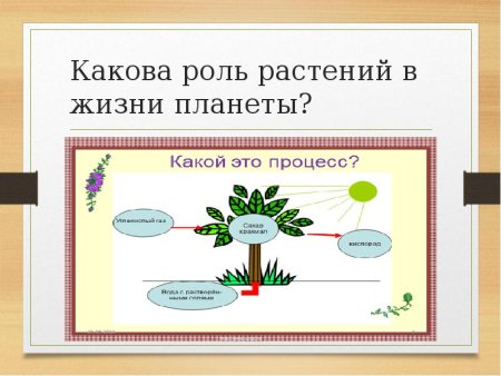 Роль растений в природе
