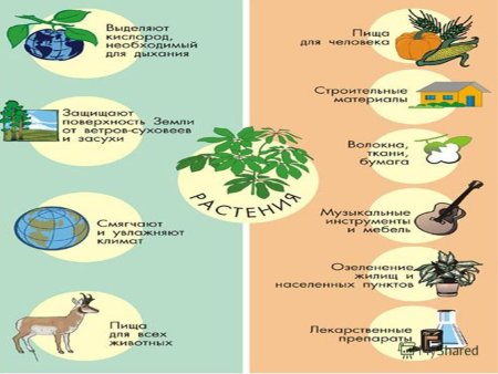 Растения для животных и человека