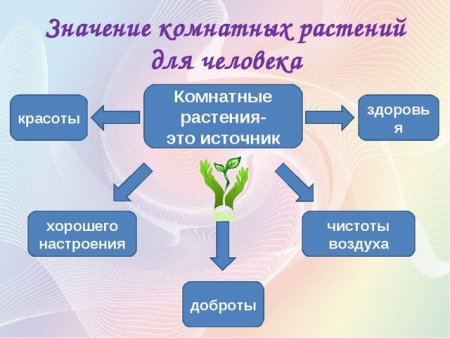 Значение комнатных растений для человека