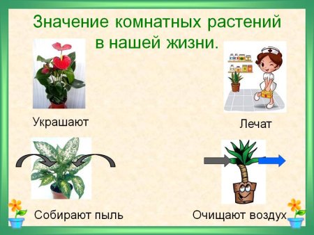 Комнатные растения в нашей жизни