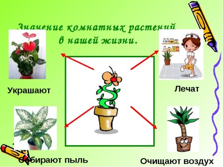 Комнатные цветы презентация