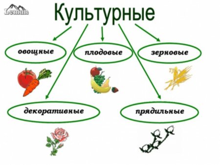 Культурные растения