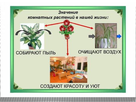 Растения в подготовительной группе