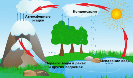 Биотический круговорот воды
