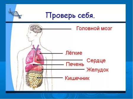 Схема внутреннее строение организма