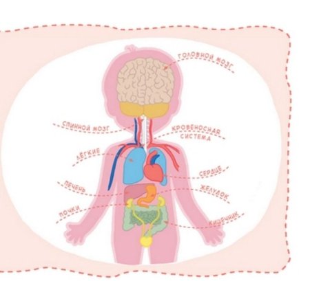 Органы человека для детей