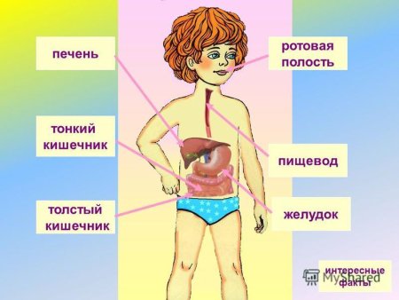 Система пищеварения человека схема 4 класс