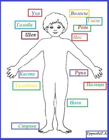 Тело человека для детей