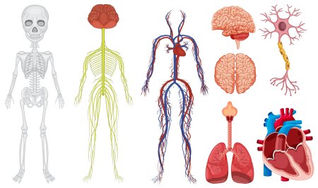 Внутренние органы для дошкольников