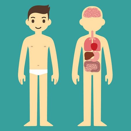 Силуэт человека с внутренними органами