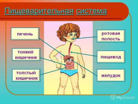 Пищеварительная система человека для детей