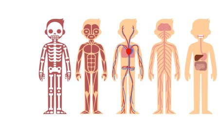 Анатомия для детей