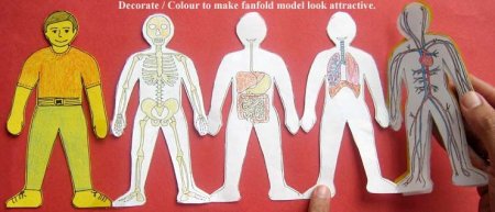 Поделка человеческий организм