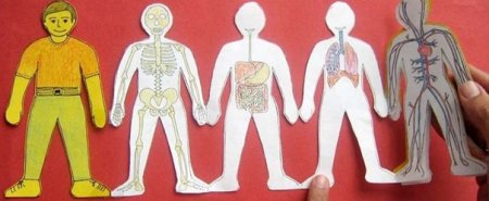 Поделка человеческий организм