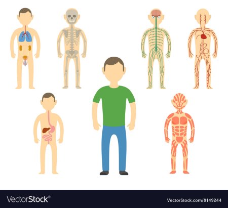 Системы организма человека для детей