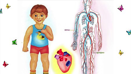 Анатомия для детей