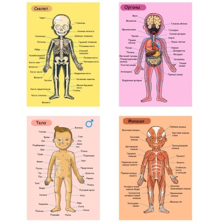 Строение человека для детей