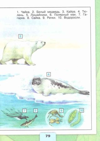 Цепь питания для арктической пустыни 4 класс окружающий мир