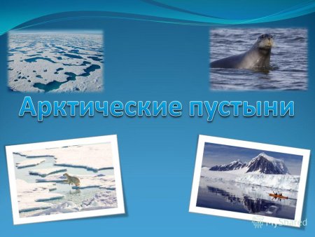 Арктические пустыни презентация