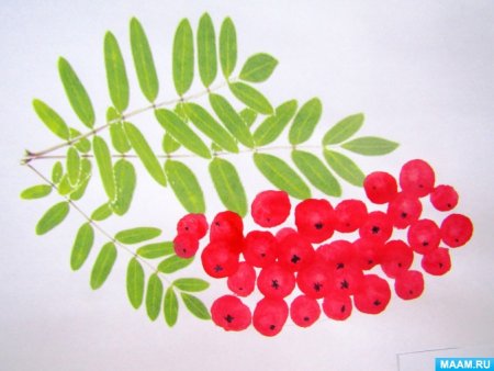 Тема: "ветка рябины".(т.с.Комарова, с.42)