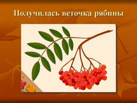 Рисование с натуры ветка рябины подготовительная группа