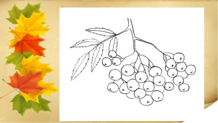 Раскраска листьев рябины