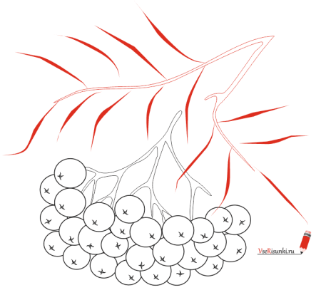 Веточка рябины рисование