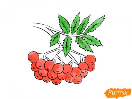 Рябина карандашом