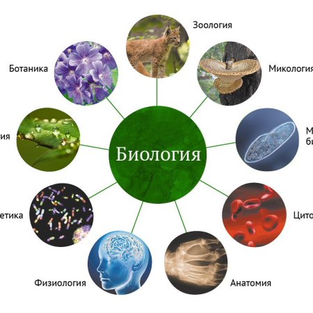Науки биологии 5 класс