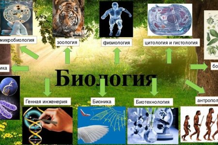 Наука биология картинки